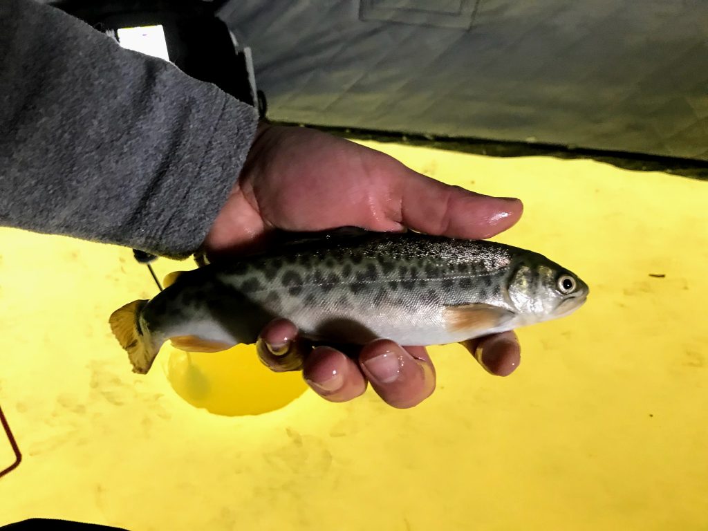 ice fishing, tiger trout