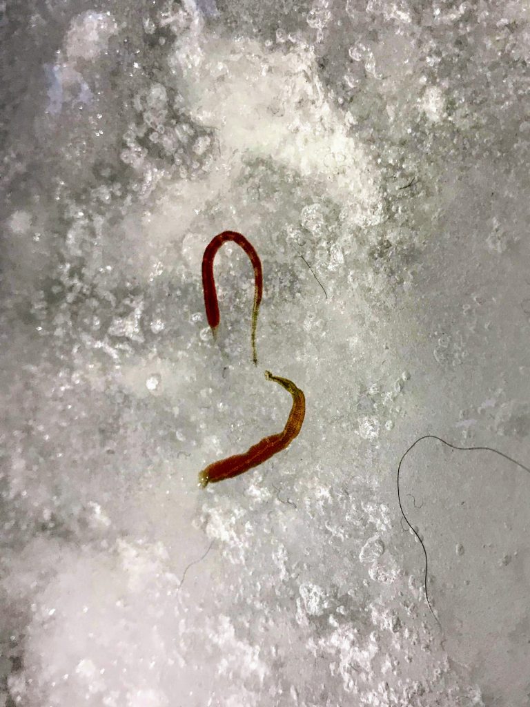Pigeon Lake Bloodworms