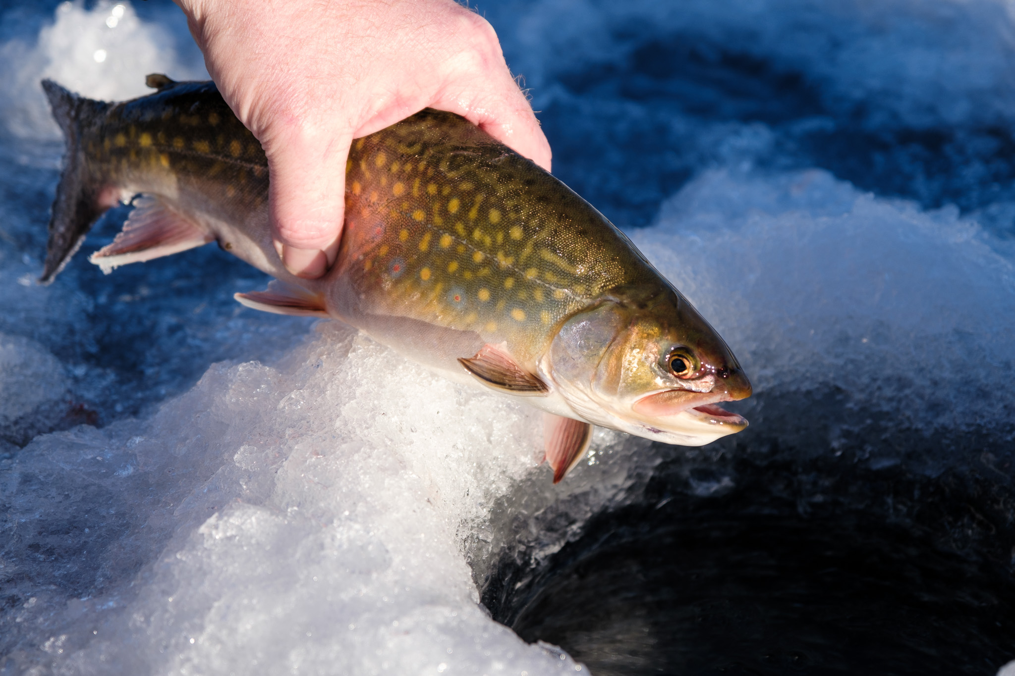 Brook Trout caught while Ice Fishing